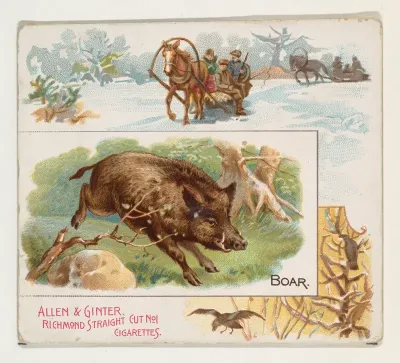 Boar, from Quadrupeds series (N41) for Allen & Ginter Cigarettes