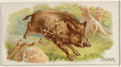 Boar, from the Quadrupeds series (N21) for Allen & Ginter Cigarettes