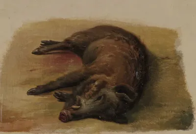 Boar, shot