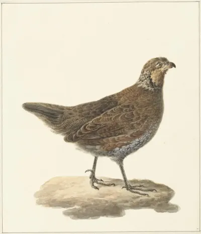 Bobwhite (Colinus virginianus)