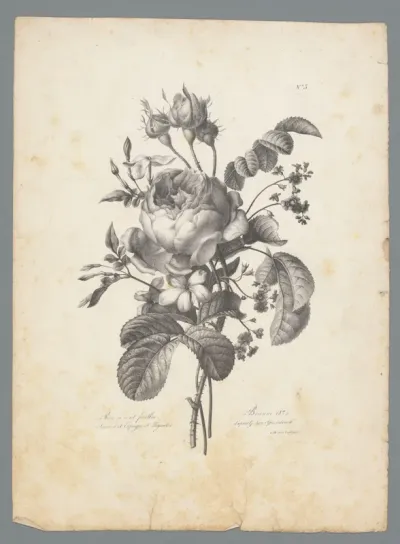 Boeket met koolroos, Spaanse jasmijn en magnolia