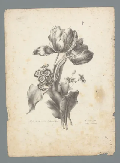 Boeket met tulp, ezelsoor en blauwe cineraria