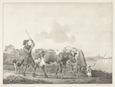 Boer drijft twee koeien