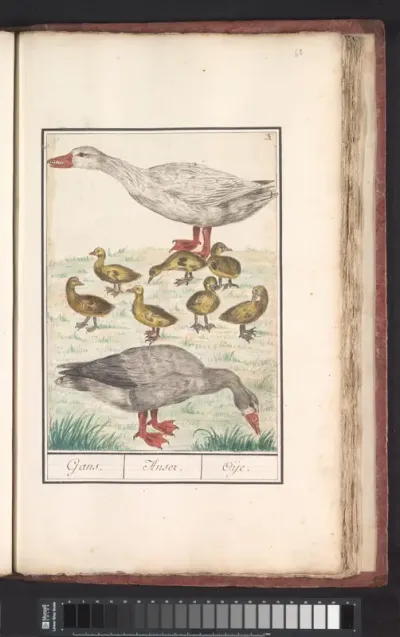 Boerengans of een huisgans (Anser anser domesticus)