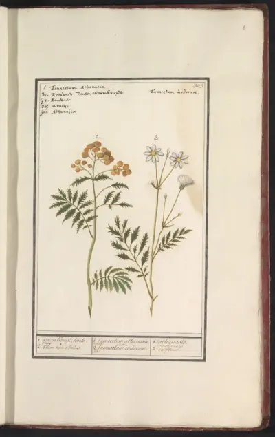 Boerenwormkruid (Tanacetum vulgare)