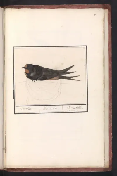 Boerenzwaluw (Hirundo rustica)