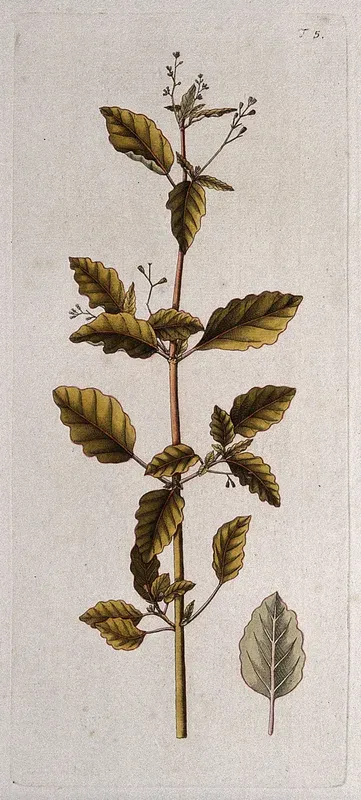 Boerhavia erecta: flowering and fruiting stem with separate leaf