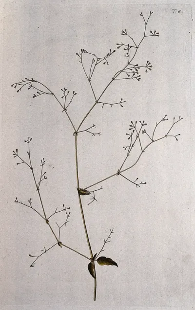 Boerhavia erecta L.: fruiting stem
