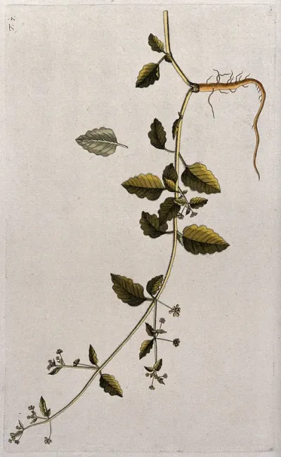 Boerhavia hirsuta L.: flowering and fruiting stem with root and separate leaf