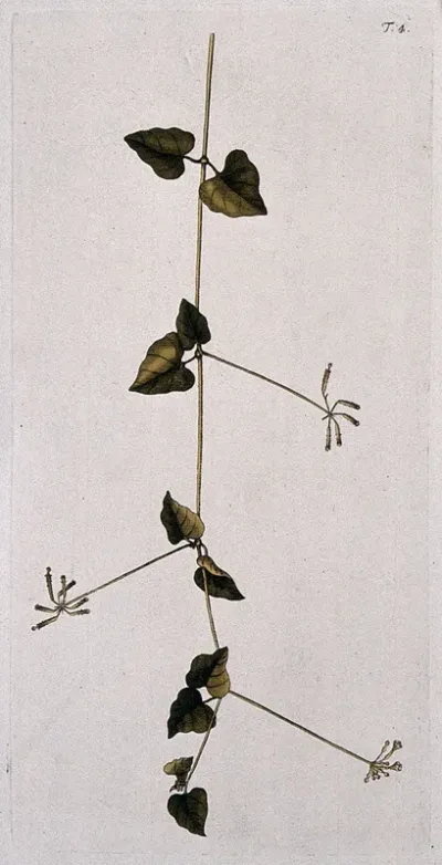 Boerhavia scandens L.: flowering and fruiting stem