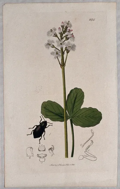 Bogbean or buckbean plant (Menyanthes trifoliata) with an associated insect and its abdominal segments