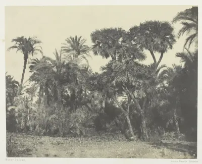 Bois de Dattiers et de Palmiers Doums, Haute-Egypte, plate 23 from the album "Egypte, Nubie, Palestine et Syrie" (1852)