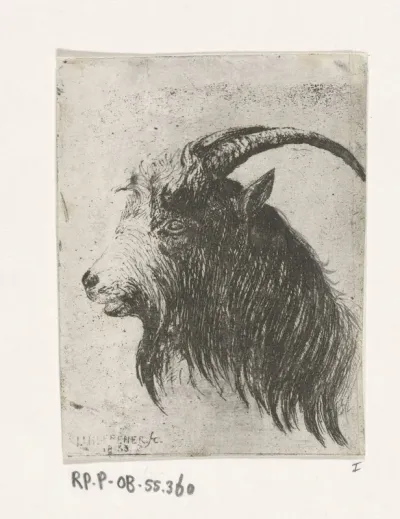 Bok