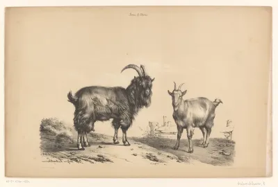 Bok en geit