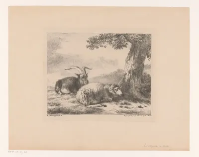 Bok en schaap