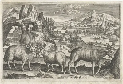 Bok en schapen