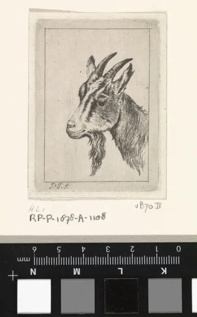 Bokkenkop