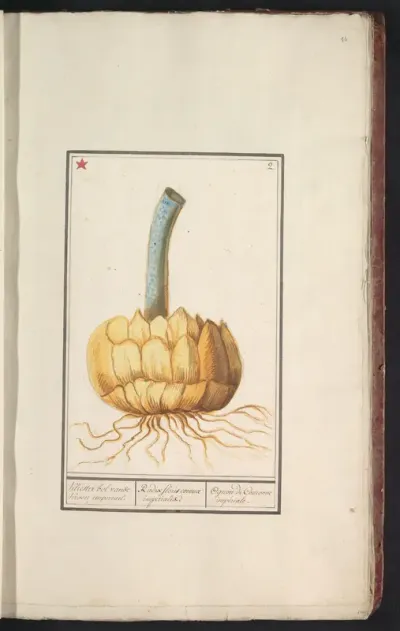 Bol van de keizerskroon (Fritillaria imperialis)