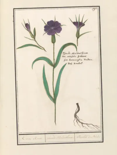 Bolderik (Agrostemma githago)