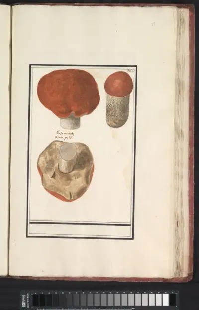 Boleet (Boletus)