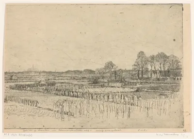 Bollenvelden aan de Bloemendaalseweg tussen Bloemendaal en Overveen
