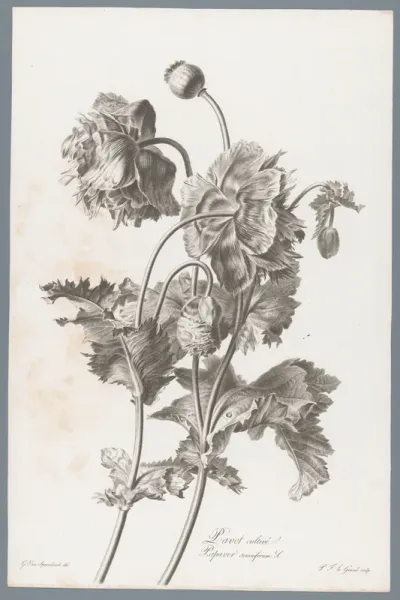 Bolpapaver
