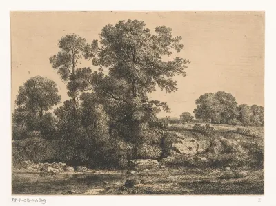 Bomen aan de oever van een poel