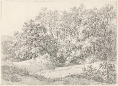 Bomen aan een duinrand bij de Hartekamp, Heemstede