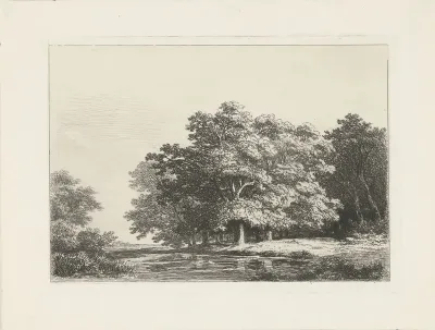 Bomen aan het water