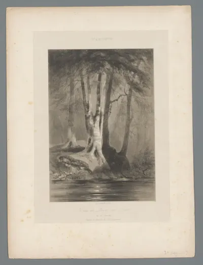Bomen aan het water