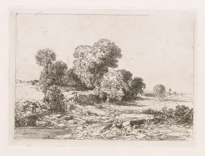 Bomen bij een rivierbedding