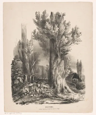 Bomen en een hut
