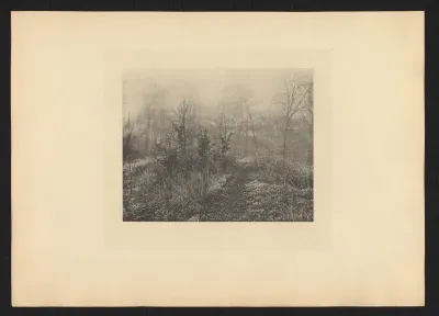 Bomen en struiken in de mist