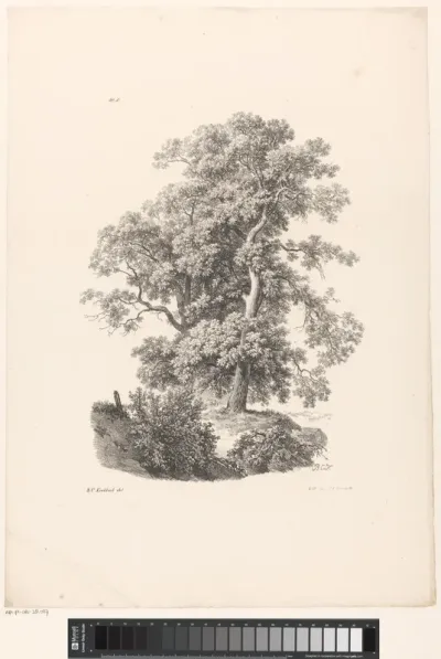 Bomen en struiken