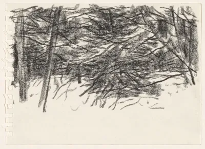 Bomen en struikgewas