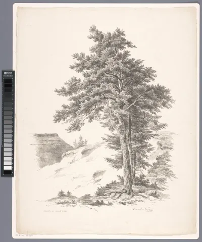 Bomen, heuvel en dak van boerderij