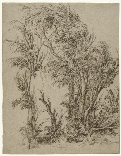 Bomen in de wind