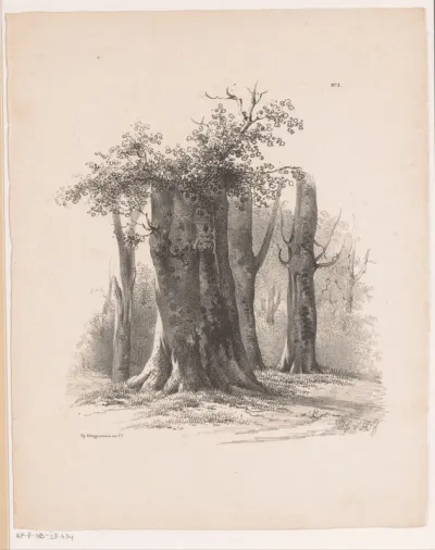 Bomen in een bos