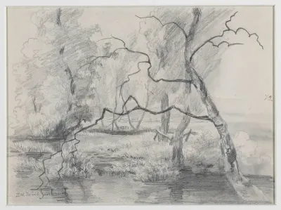 Bomen in een moeras