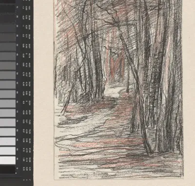 Bomen langs een bospad
