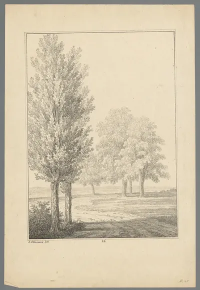 Bomen langs een landweg