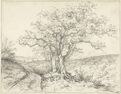 Bomen langs een weggetje