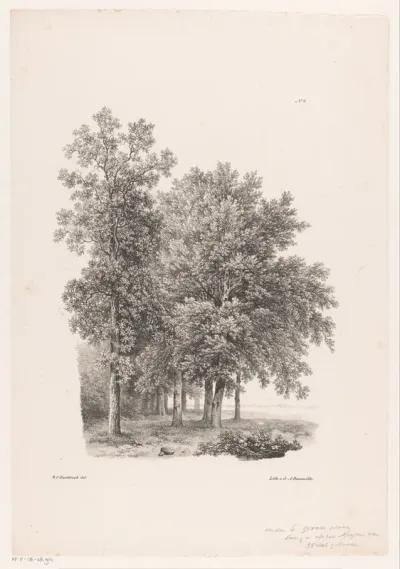 Bomen naast een weiland