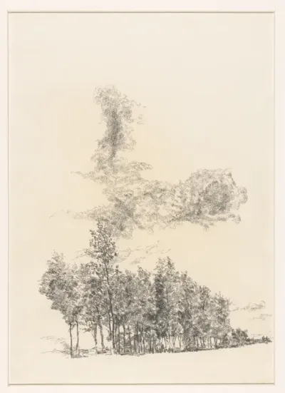 Bomen onder wolken