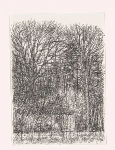 Bomen zonder blad