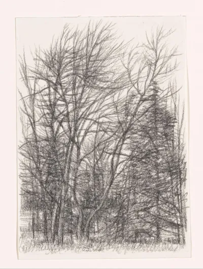 Bomen zonder blad