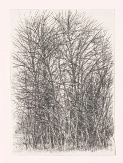 Bomen zonder blad