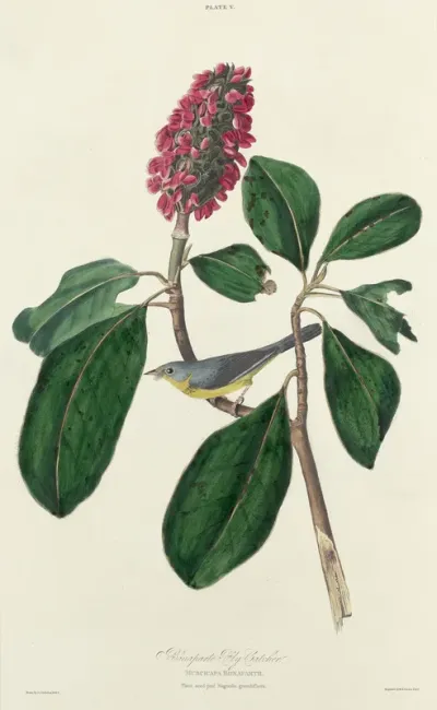 Bonaparte Fly Catcher