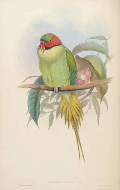 Bonaparte's Parrakeet