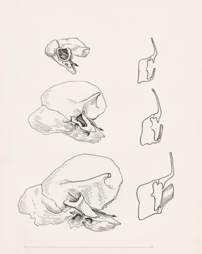 Bone structure relating to the human throat
